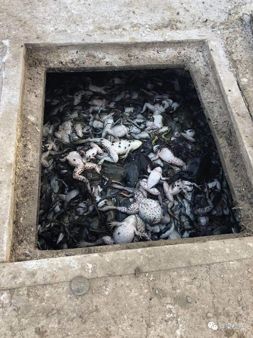 牛蛙养殖污染检察公益诉讼说不